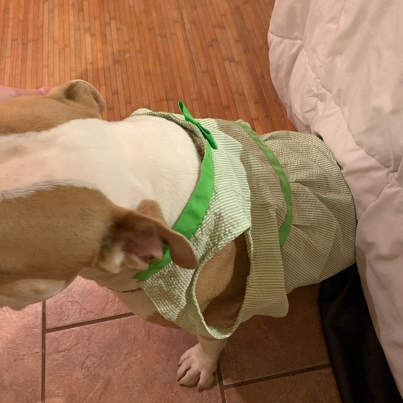 Dog dress - Picture 2 of 4